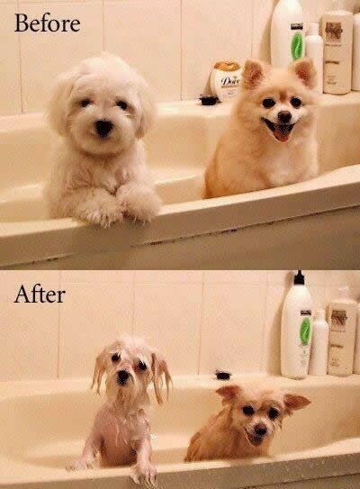 furdos.jpg